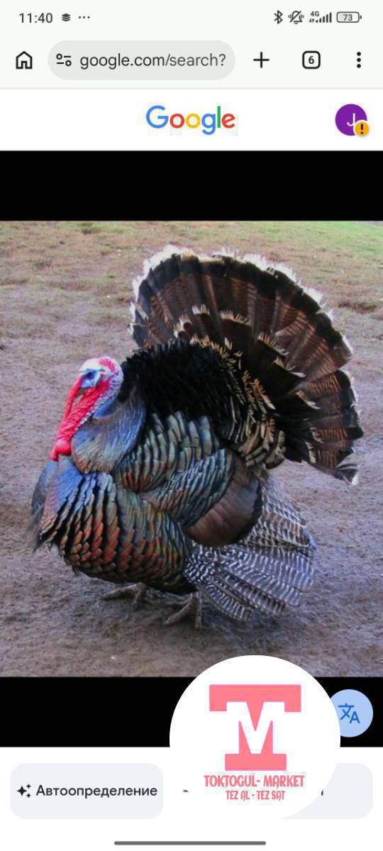 семиз ундук короздор сатылат баасы 4 мин сом 6 шт бар