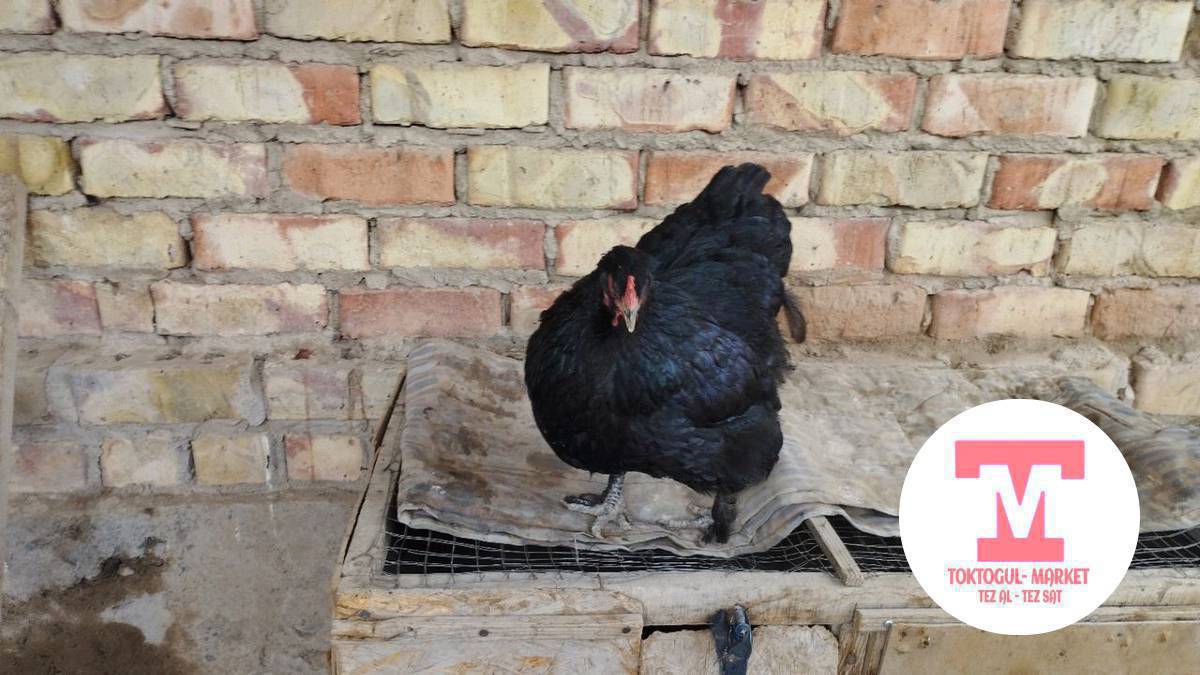 кохин тоогу сатылат