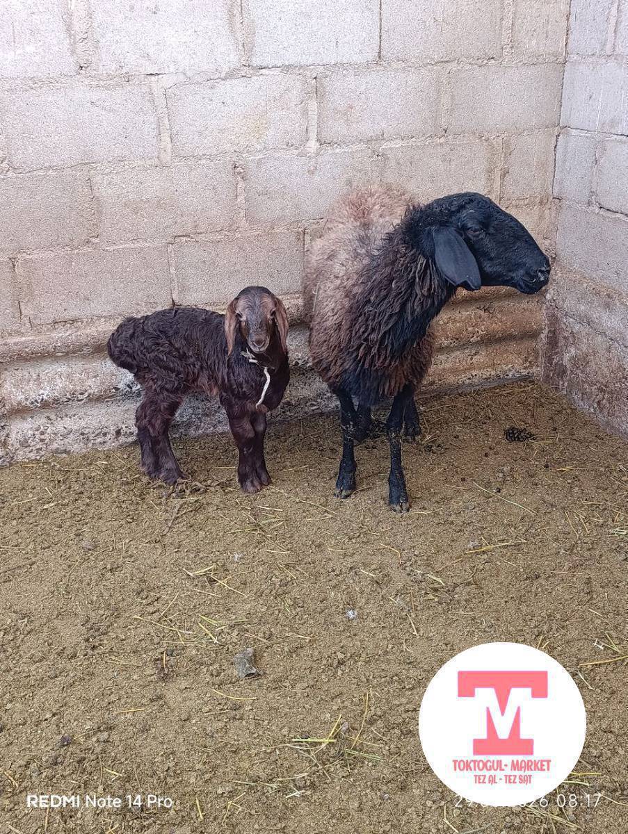 Козулу Кой Сатылат Адрес Токтогулда 23500с 0706380858