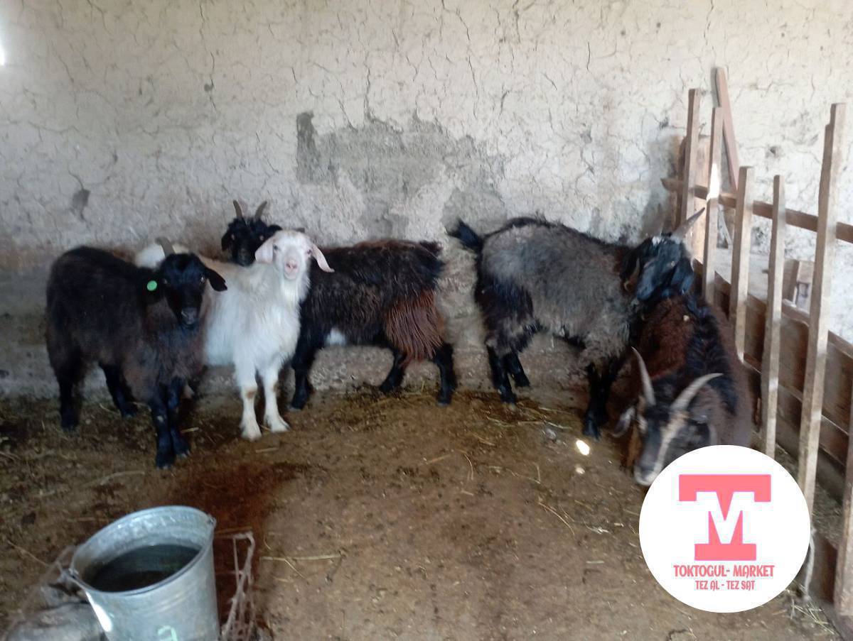 эчки чебич улактар сатылат союшка Адреси Бала -Чычкан айылында