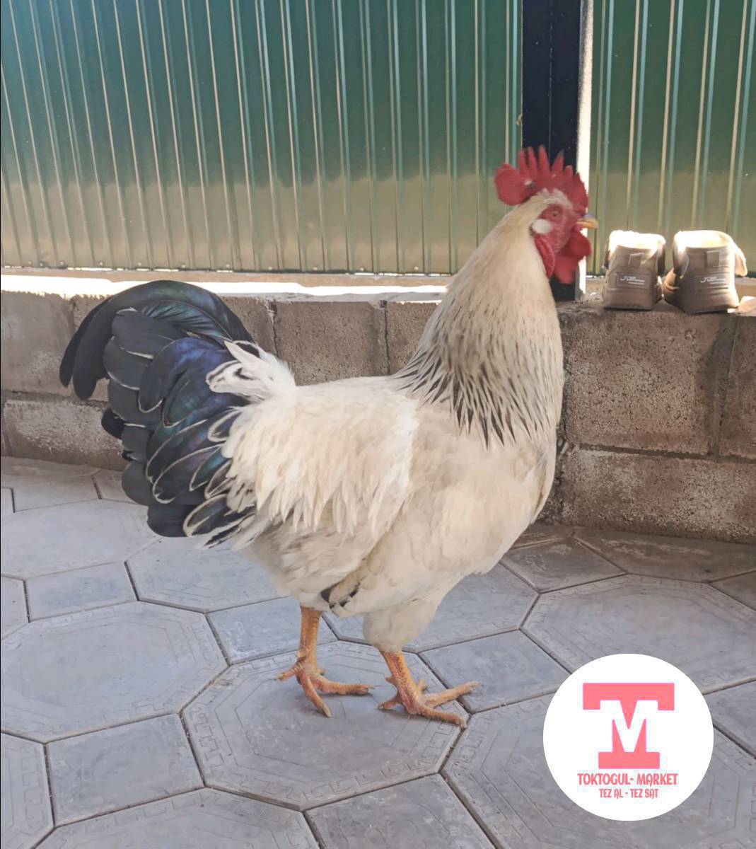 чоң жаш корозду 
эки кара жаш туйн деп калган жөжө мекиштерге алмашам