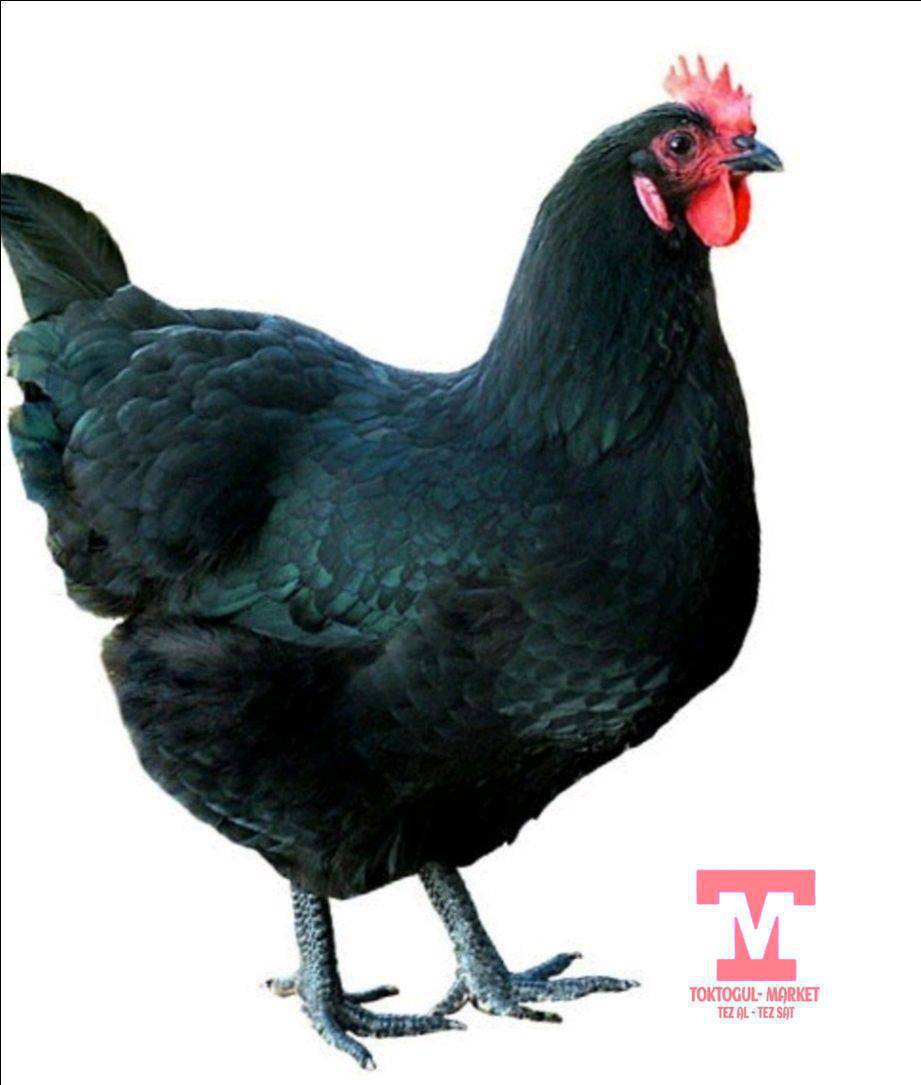 Срочно курк тоок сатылат