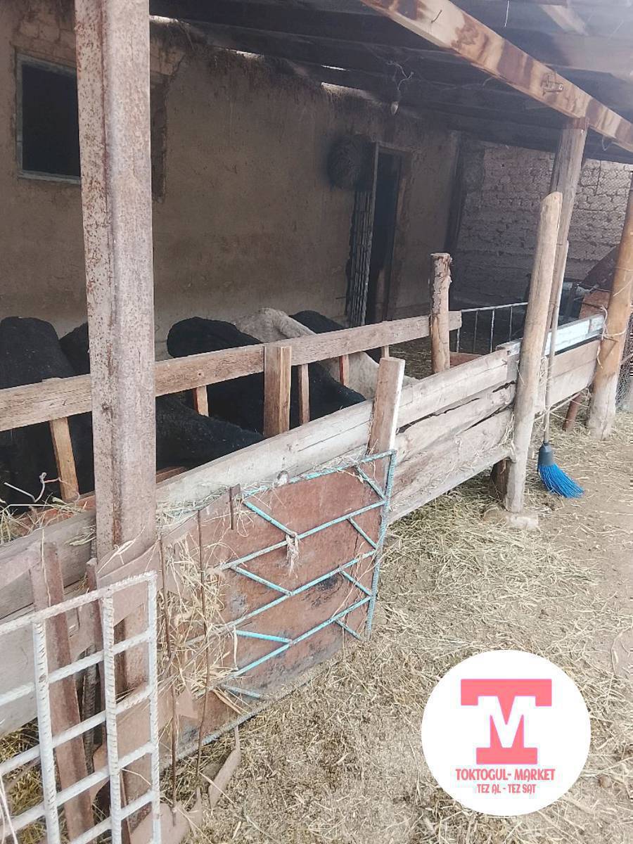 койлор сатылат 5 баш бироо козусу менен