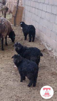 жетим козу улак болсо алам