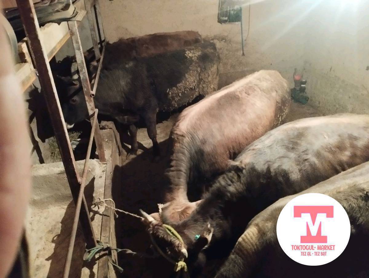 семис кунажындар сатылат баасы 120минден