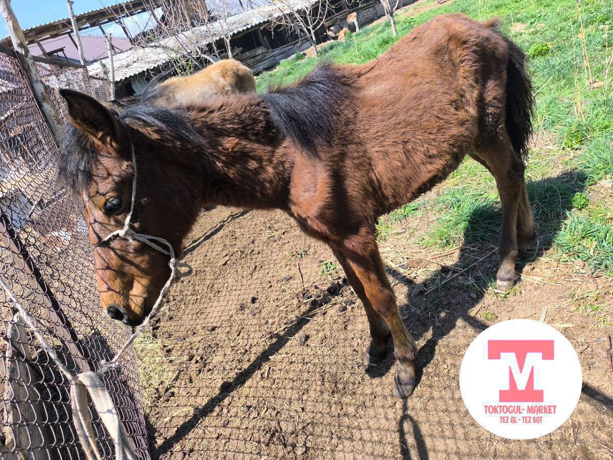 ушул ургаачы тай сатылат. Баасы 60 миң