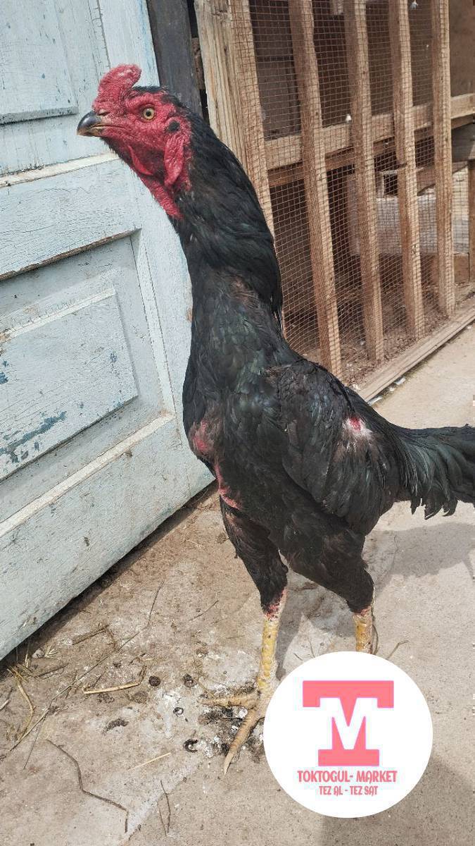 Ассалому алейкум ушул жожо корос сатылат майскии спар королек адрес Токтогул баасы 6 мин сом Кеми бар