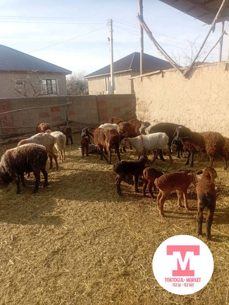 козулу кой,кой,козу сатылат келишим баада сатылат.