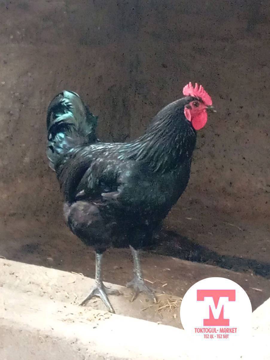 Жерси короз сатылат.