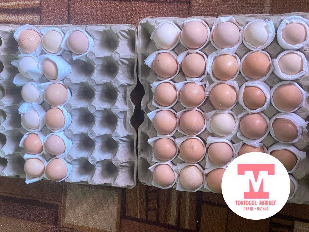 Таза кандуу адлер серебристый тоокторунун жумурткалары сатылат.