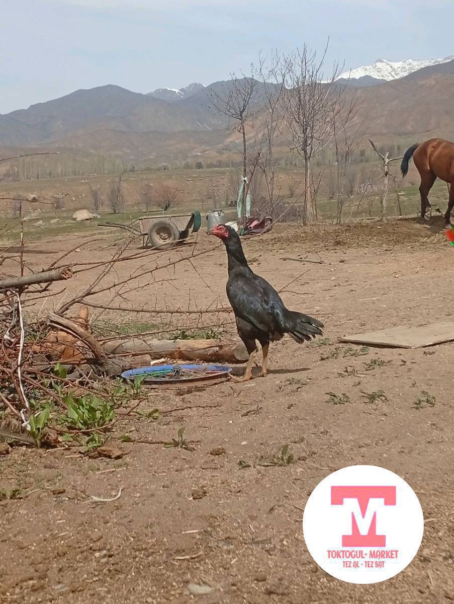 Ассаламу алейкум жаамат мекиш сатылат жэ японго алмашам
