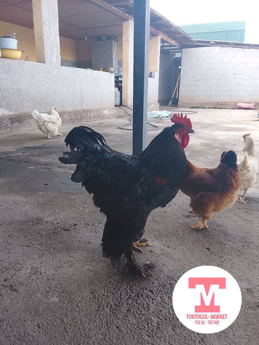 Короз 1200 Бурама 1500 Дакен 2000    Адилер 800 Кыргыз Тоок 800 Чалбагыла Толка Ватсап Чазыныздар