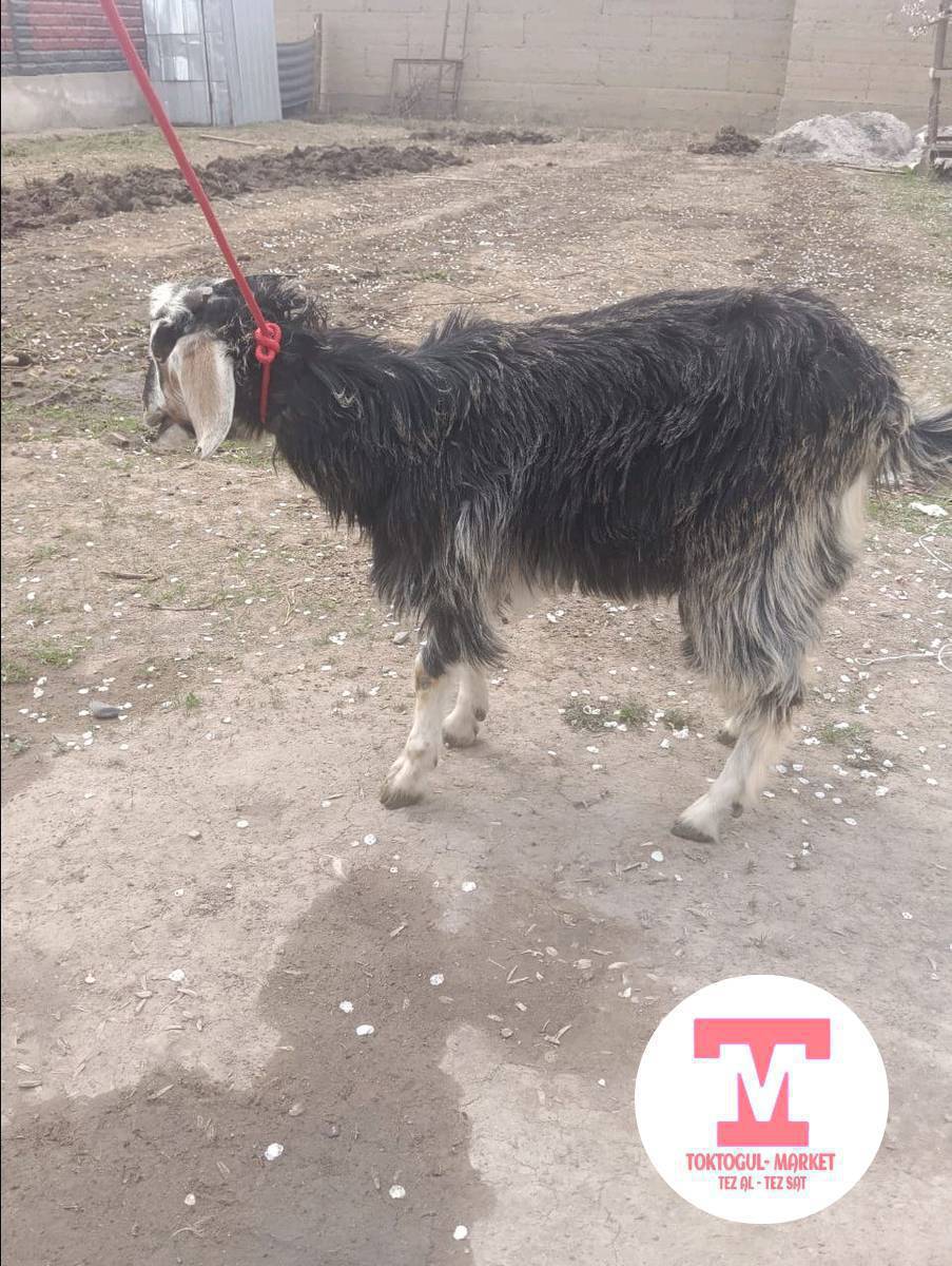 ассалам алейкум ургачы битал улак сатылат семиз Бала чычкан да 7000 сом Кеми болот