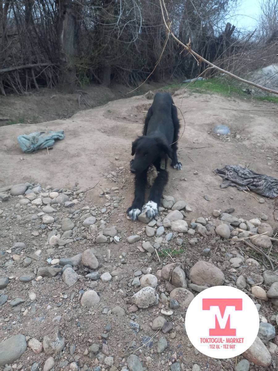 тайган сатылат 5000сом ургачы