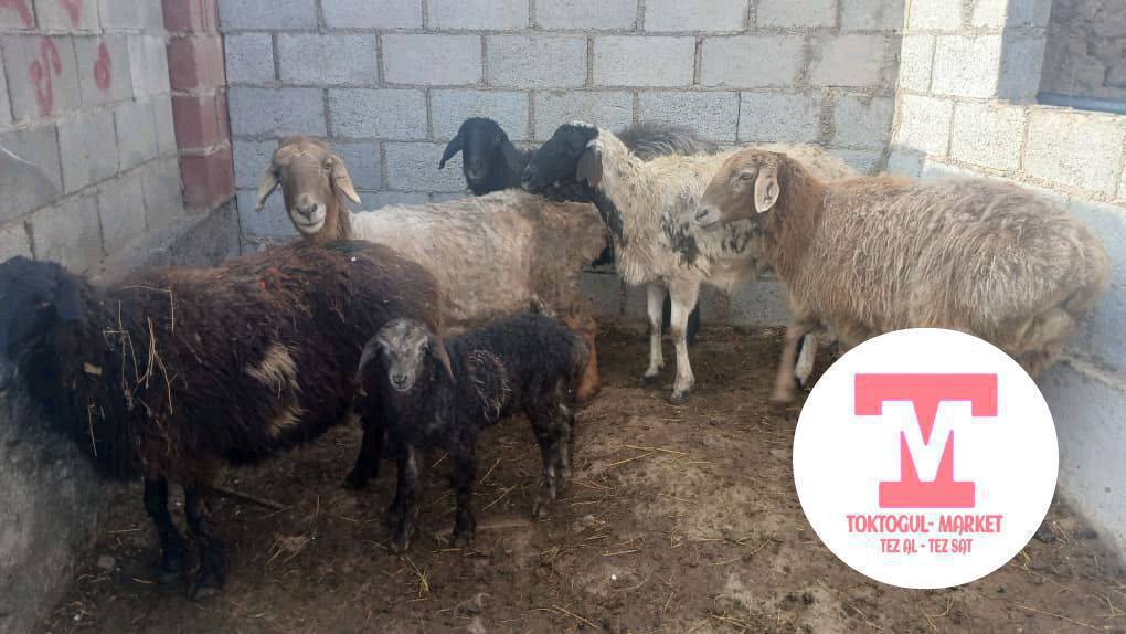 Кой улак сойушка улакту ечки сатылат