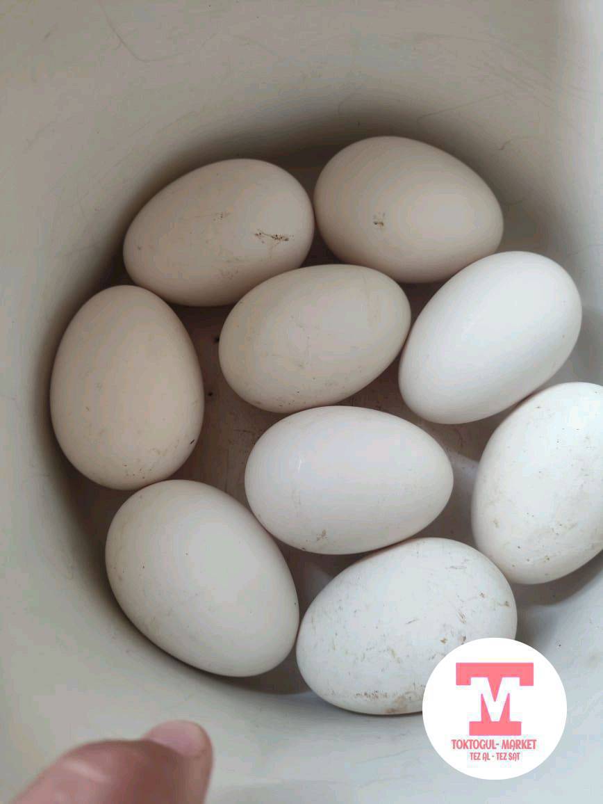 Каздын жумурткасы бар.150 с.бастырганга жарайт.центр