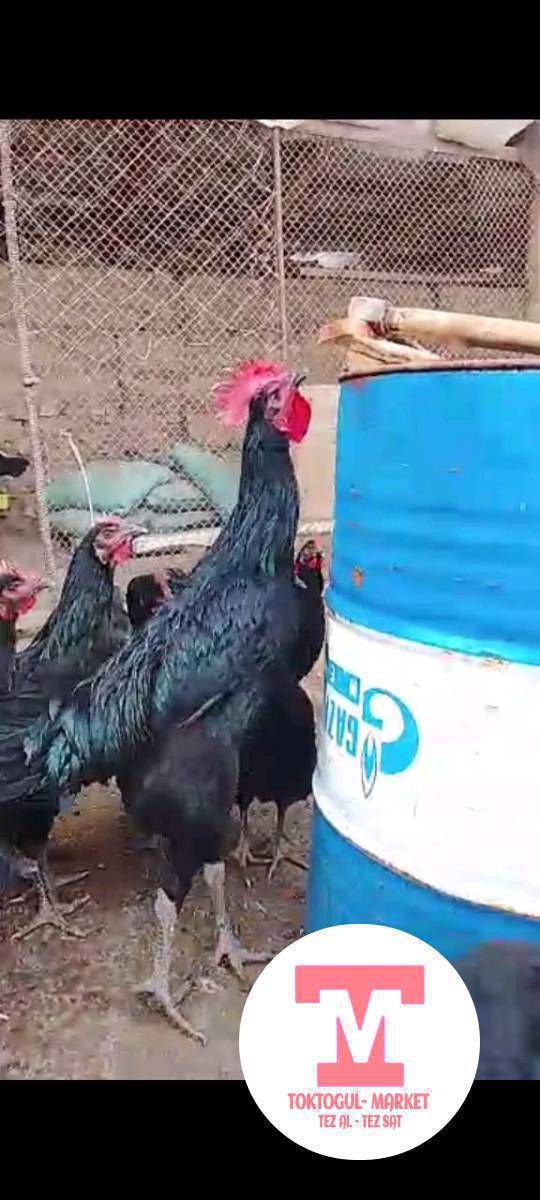 Таза Гигант Кара Шахзода тооктордун жумурткалары сатылат. Адрес Токтогулда центрде. Баасы 130 сомдон берем.