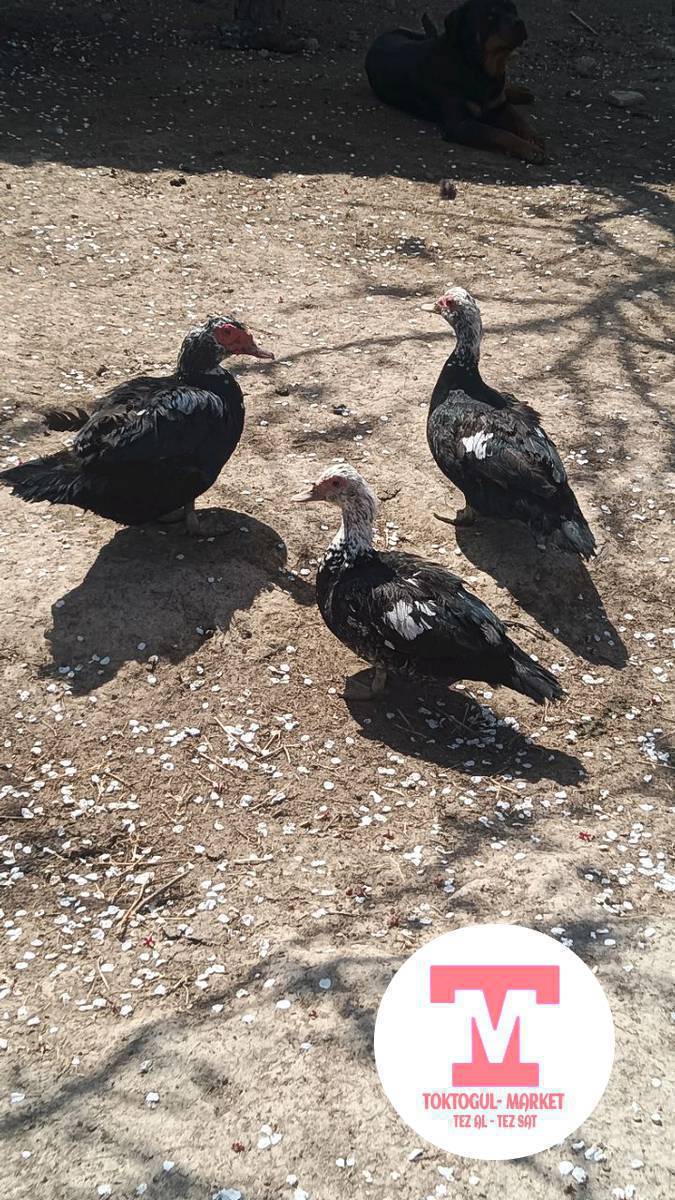 ушул ордоктор сатылат келишим турдо