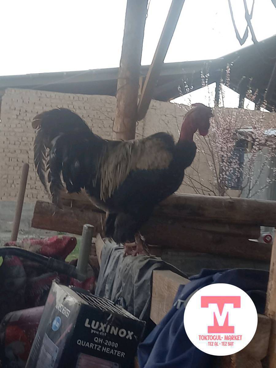 Тоок сатылат 2 адлер ,6 кыргыз 
Тоок , Галашейка корос 2 жылдык
1500 сом,тооктор 700 сомдон.