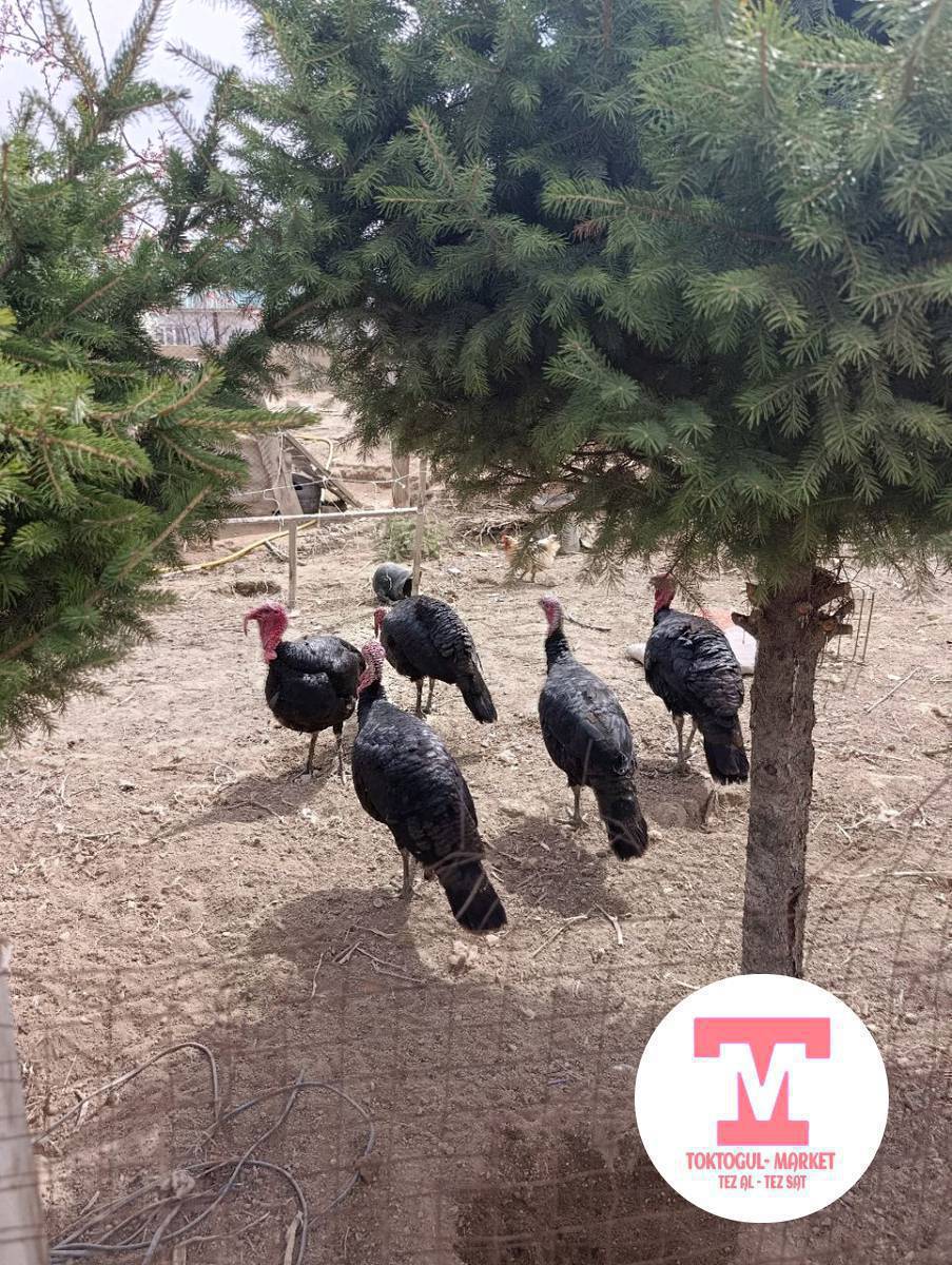 Семиз короз местный ундуктор сатылат баасы 4000 минден