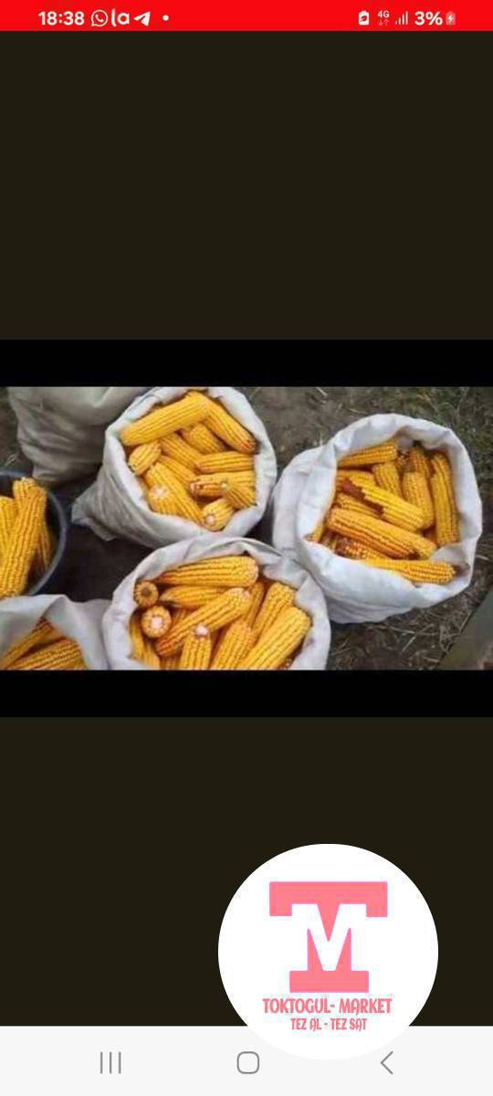 чыгарылган жүгөрү сатылат местный 100кг