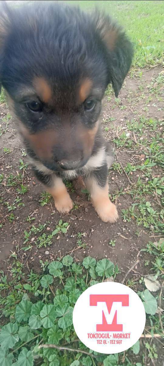 1.5 айлык овчарканын күчүгү сатылат.Ургаачы.