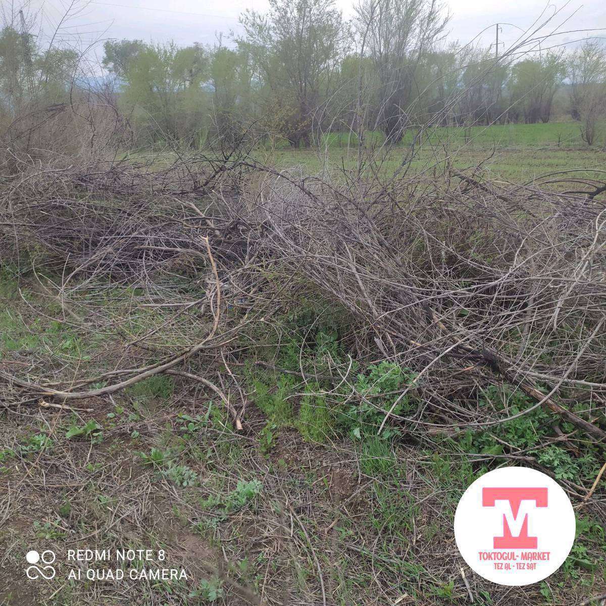 Кургак чырпык бекер алып кетиниздер Кара-Кашта