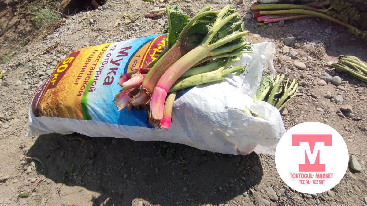 чукуру сатылат оптом баада