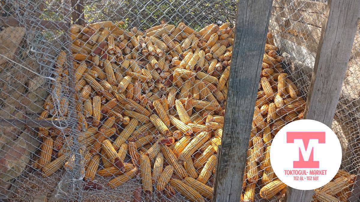 жугору сатылат башы чон чон кабы 800