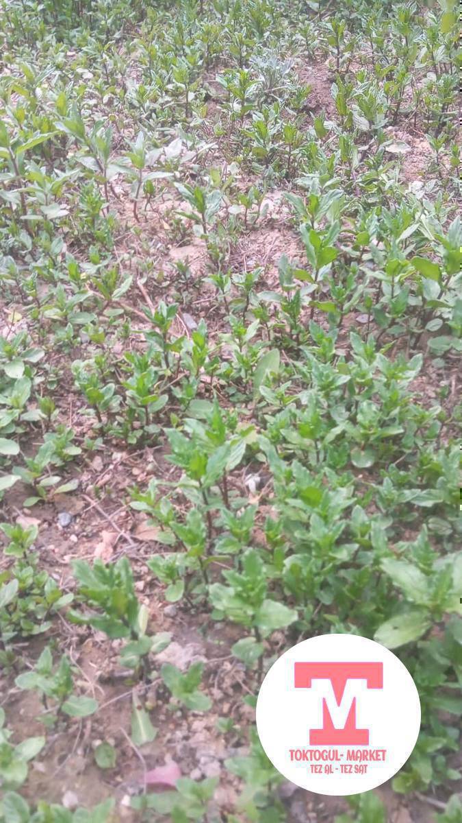 мята кочот сатылат штук 5 сом