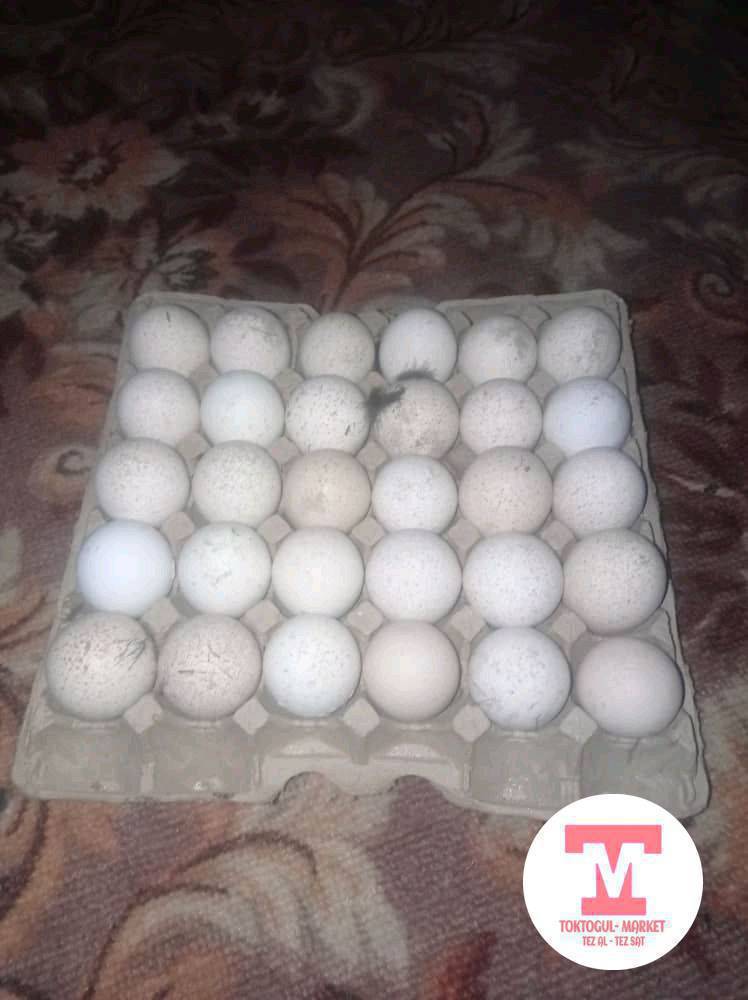 парода чёрный принц, полу бронза үндүктөрдүн жумурткасы сатылат 100штук бар свежий    Инкубатор сатылат кытайдыкы 120 жумуртка батат тооктукунан  6000