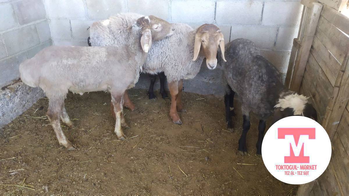 *КОЗУЛАР САТЫЛАТ СОЮШКА ЖАРАЙТ МАЛ КЫЛСА БОЛОТ*
2БАШ ЖУНУ КЫРКЫЛГАН САРЫ БЫЧМАЛ, КАРА УРГАЧЫ  19000СОМДОН 
1БАШ ЖУНДУ КАРА УРГАЧЫ СЕМИЗ 20000С 
1БАШ ЧОН САРЫ БЫЧМАЛ 21000С 
АДРЕС КЫЗЫЛТУУ 
0700466557