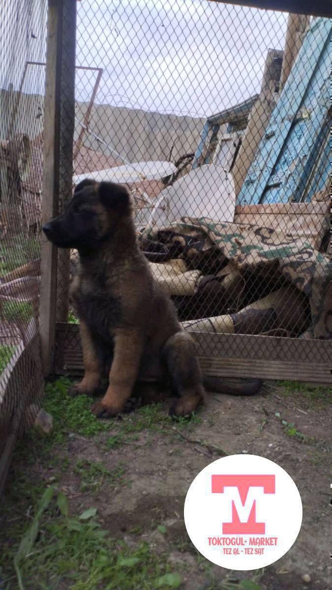 белгинский овчарка сатылат ургачы Кучук 2 ай болду 
келишим баада