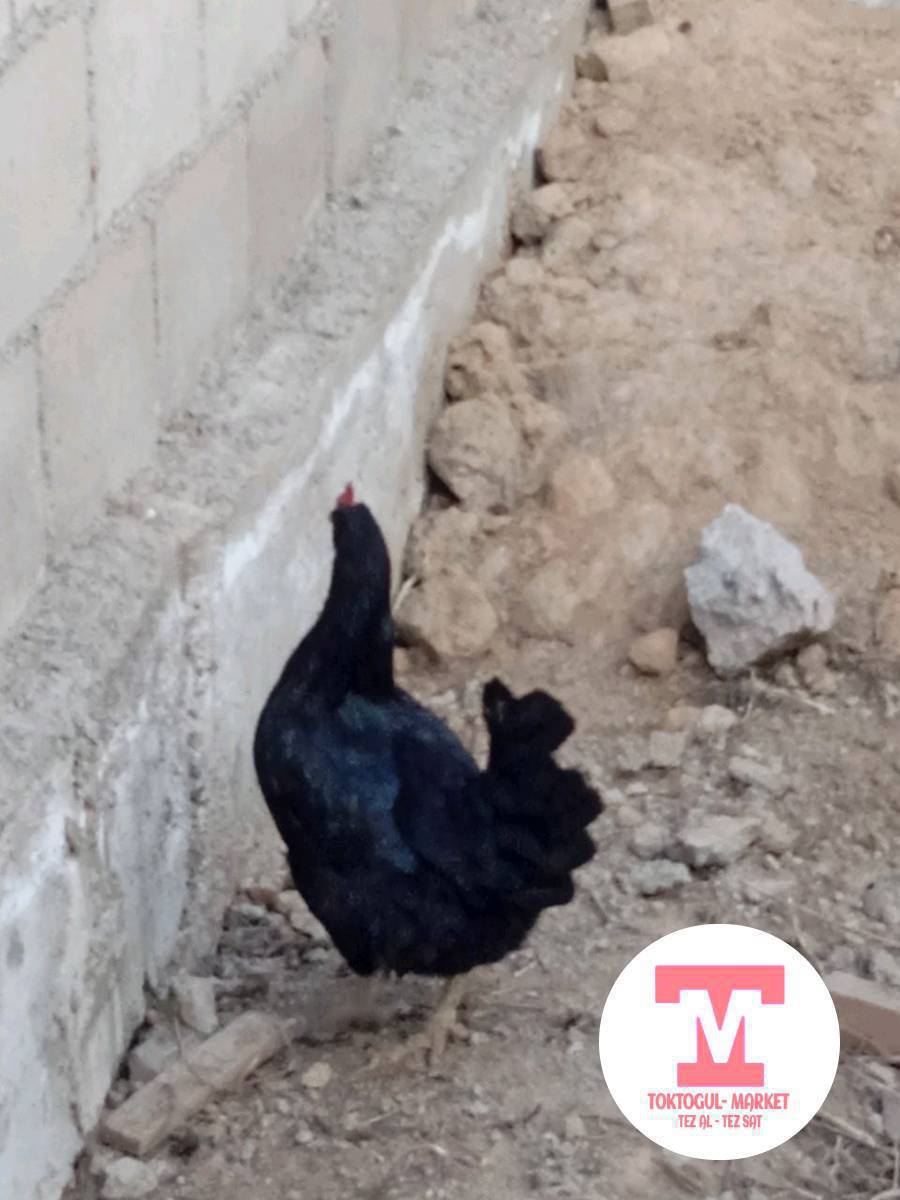 Кара тоок 600 сом 
АК тоок 400 сом 
Кеми бар ✅