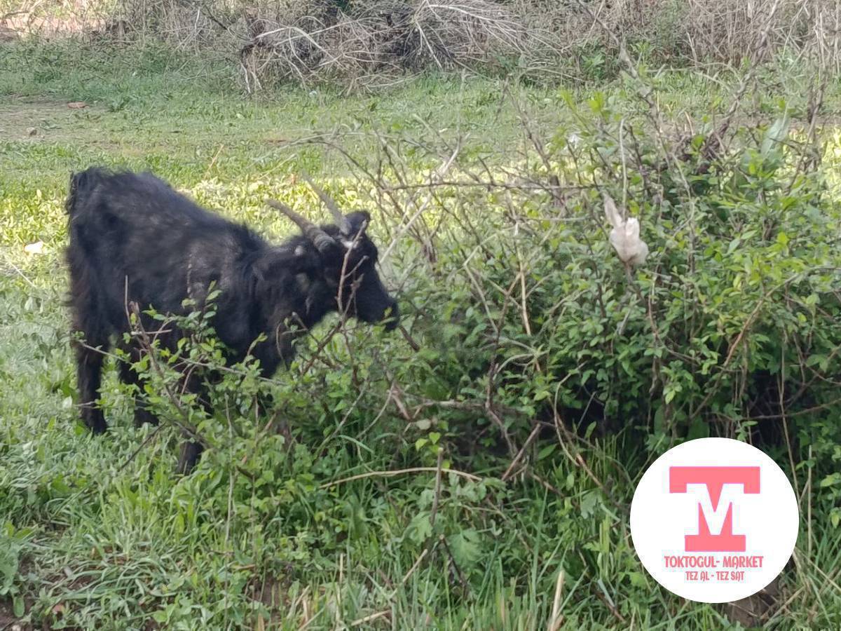 улак, улактуу эчкилер сатылат комсомолдо