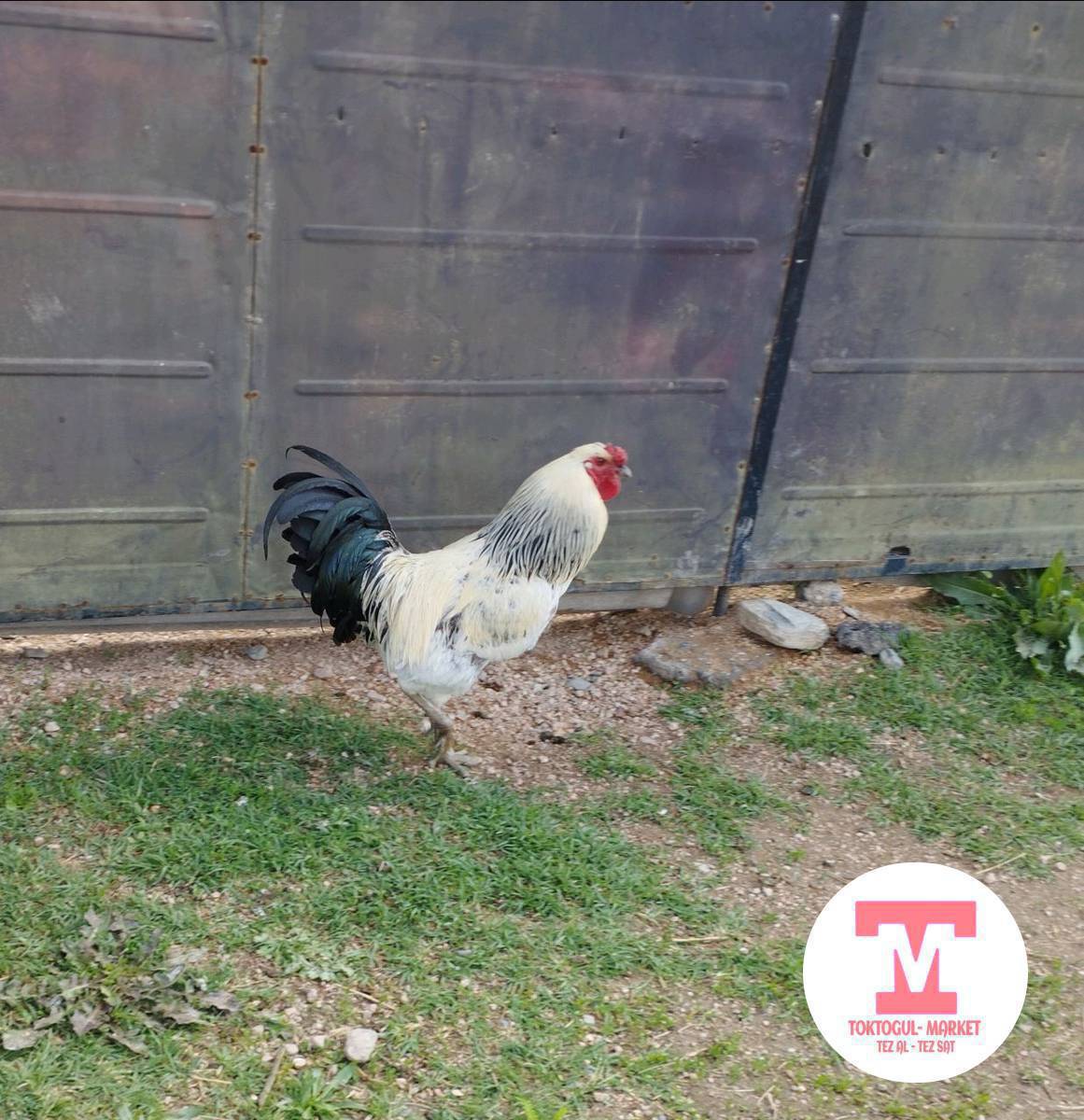 Домашний короз сатылат баасы 1200 сом адрес топбазада Жаңыл Мырза 24