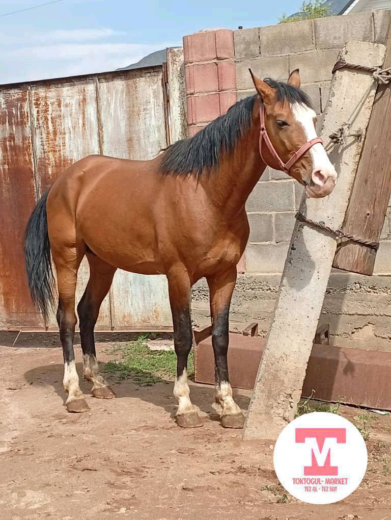 Эки Асый ат сатылат шопокто 
субай жылкыларда айгырда жүргөн былтыр