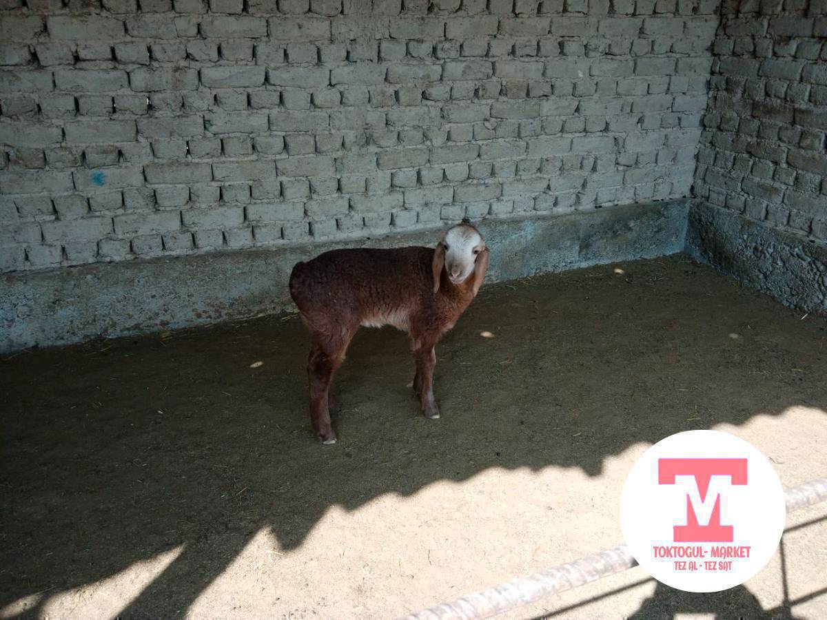 Ушу козу сатылат. Ургачы