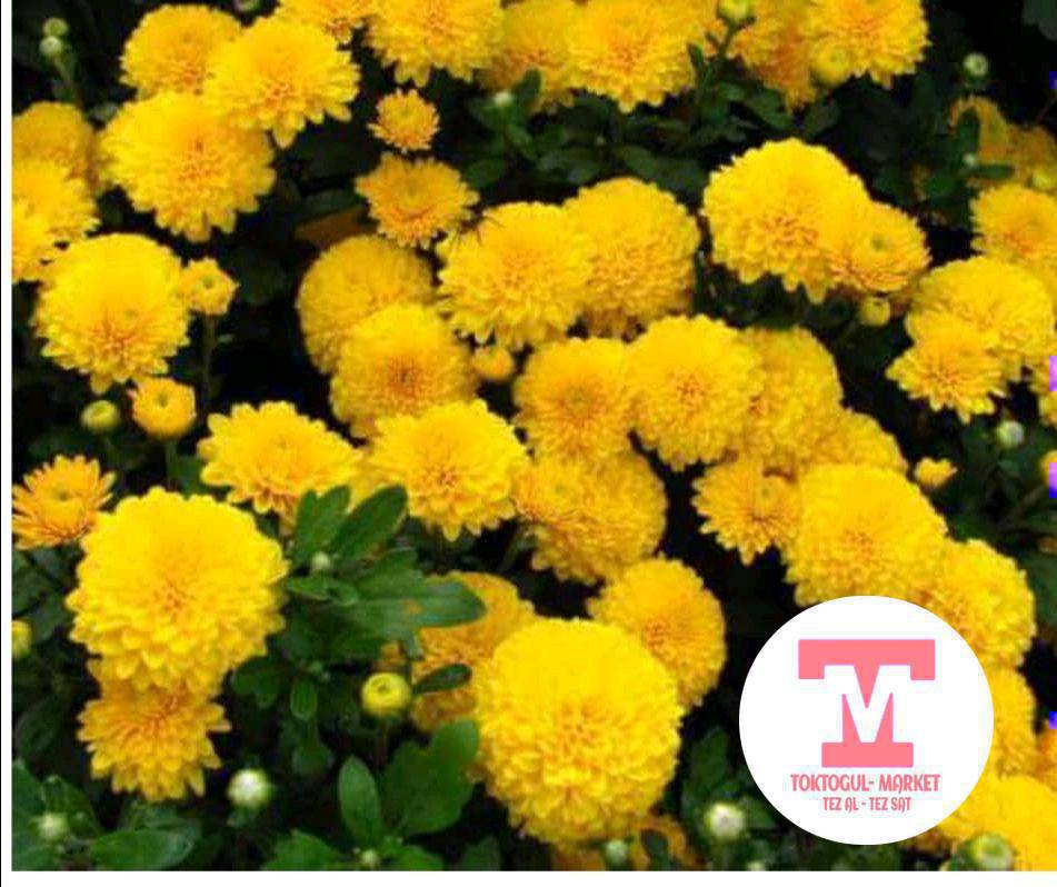 майский хризантеманын көчөттөрү 1штук 20сомдон 
шаровидный мультифлора хризантеманын көчөттөрү 1штук 20сомдон сатылат