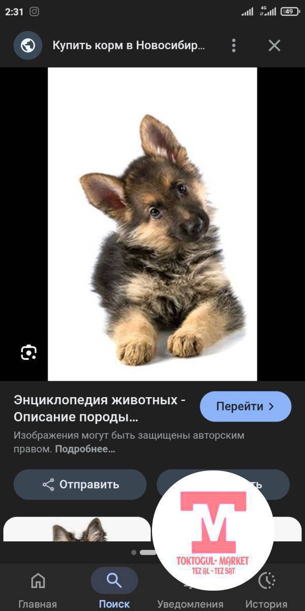 Бекер авчарка Алам чистый болсо. кичине чонурагын!