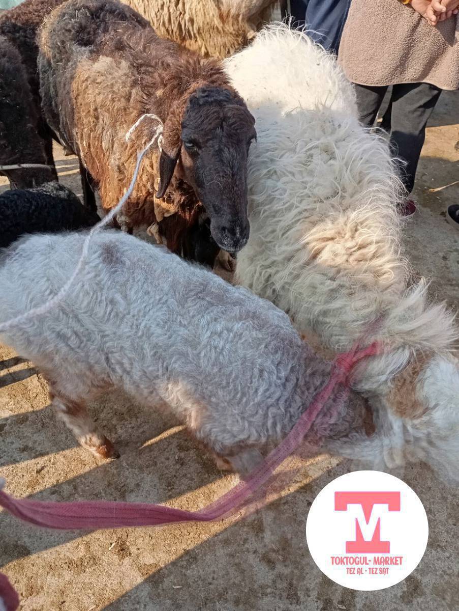 КОЗУЛУ КОЙЛОР САТЫЛАТ