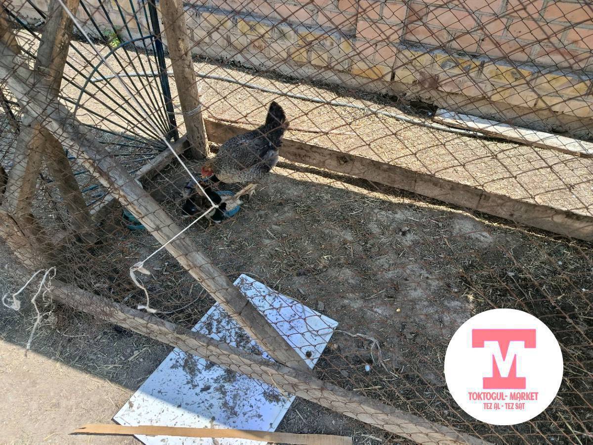 8 жөжөсү менен ток сатылат