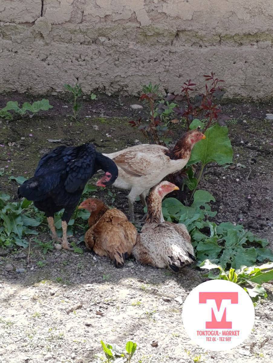 Дакен тооктор сатылат 2500 сом.