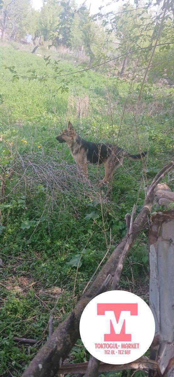 сатылат басы 10 мин сом кой уй айдайт ургачы