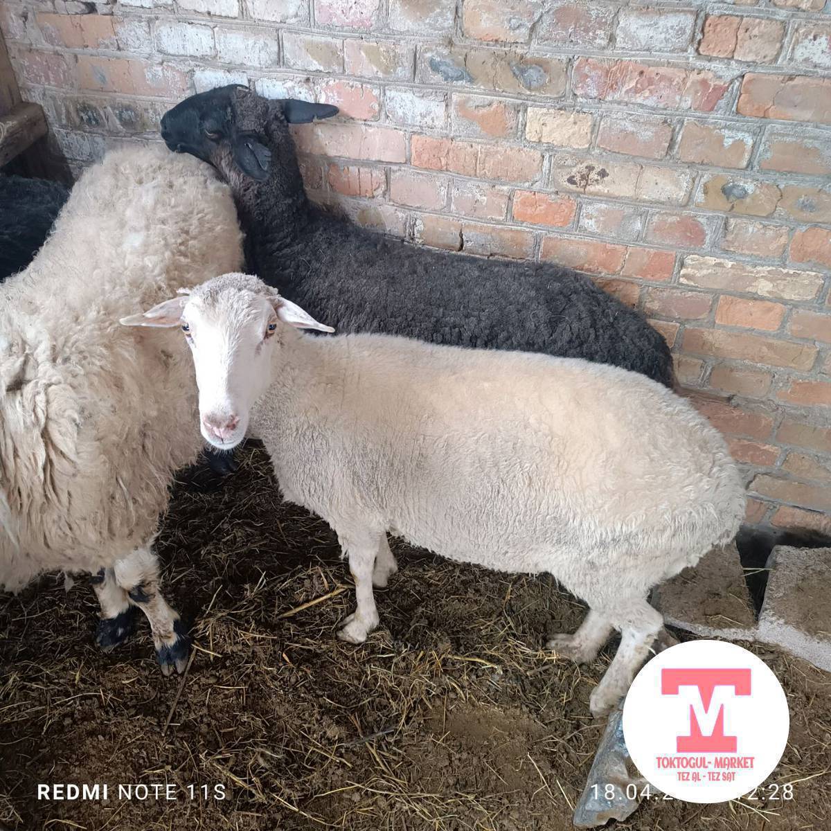 Сойушка семиз Кой
Эчки 
Улактар сатылат.