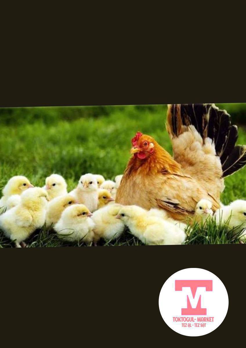 Жожолуу тоок сатылат,ачып чыкканына 5кун болду,6 жожосу бар.