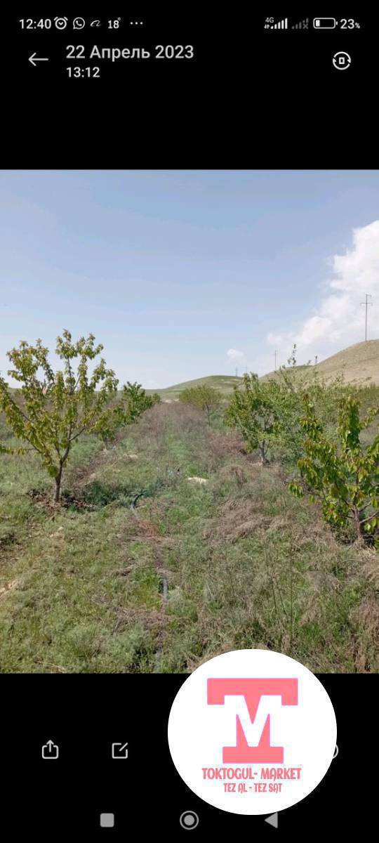 Кайрактан Бак сатылат Черешня 250 туп; шабдалы 60 туп, бак королонгон 1.26 гек,   + 90 сотых жери менен жалпы 2.1гек. баасы 3.000.000 сом. возможно обмен на недвижимость.