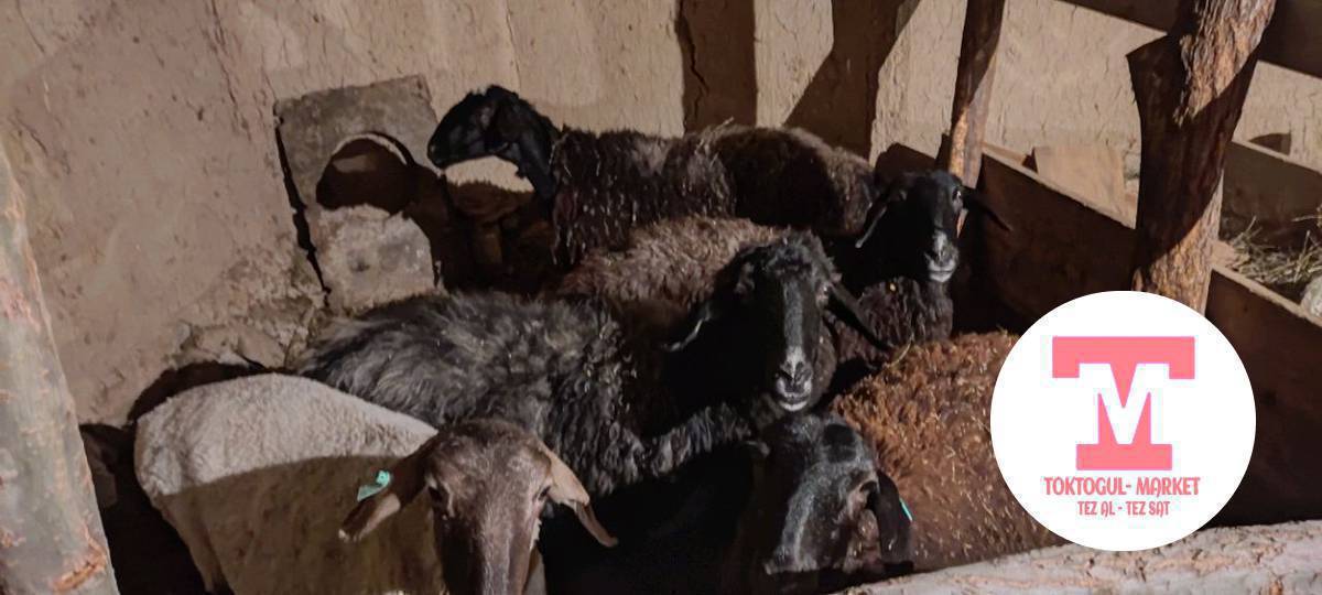 Багылган козу, койлор сатылат Токтогулда келишим баада.