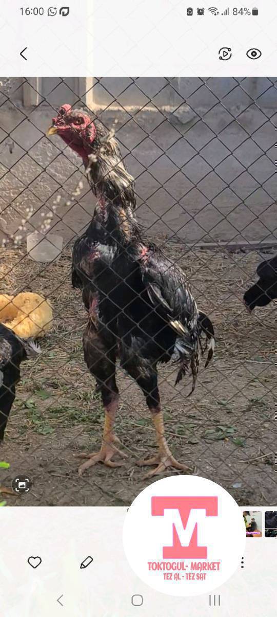 дакен короз сатылат. 5000с