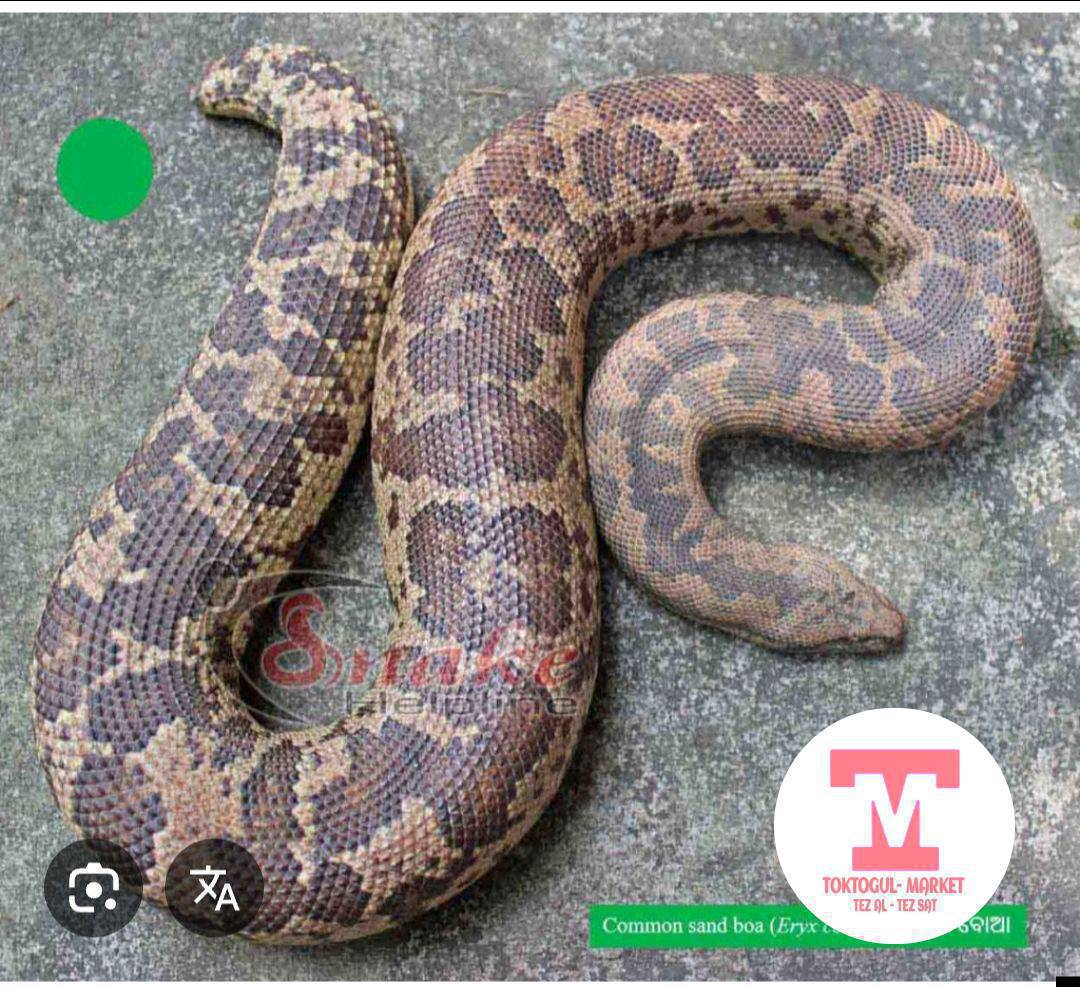 келте жылан алынат дарычылыкка